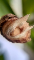 Platymiscium pinnatum