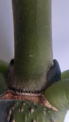 Platymiscium pinnatum