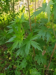 Leonurus quinquelobatus