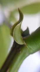 Platymiscium pinnatum