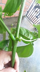 Platymiscium pinnatum