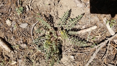 Pedicularis semibarbata