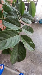 Platymiscium pinnatum