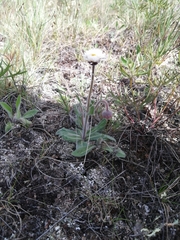 Erigeron glabellus pubescens
