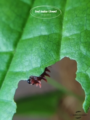 Pachliopta aristolochiae