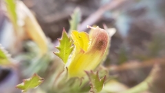 Pedicularis semibarbata