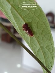 Pachliopta aristolochiae