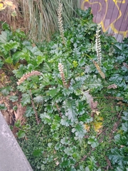Acanthus mollis