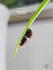 Pachliopta aristolochiae