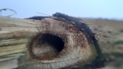 Platymiscium pinnatum