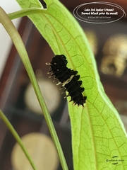 Pachliopta aristolochiae