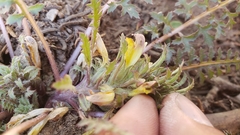 Pedicularis semibarbata