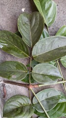 Platymiscium pinnatum