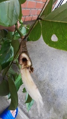 Platymiscium pinnatum