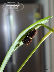 Pachliopta aristolochiae