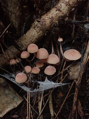 Mycena parsonsii