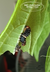 Pachliopta aristolochiae