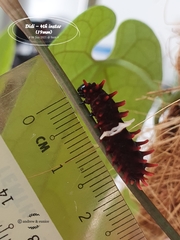 Pachliopta aristolochiae