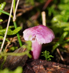 Hygrocybe cheelii