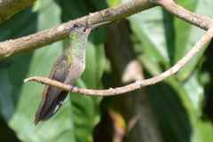 Amazilia yucatanensis