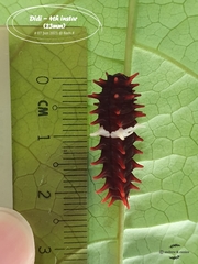 Pachliopta aristolochiae