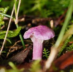 Hygrocybe cheelii