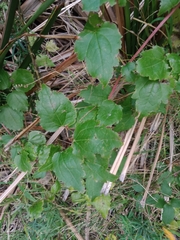 Clematis vitalba