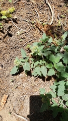 Phacelia hydrophylloides