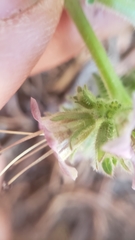 Phacelia hydrophylloides