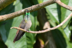 Amazilia yucatanensis