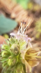 Phacelia hydrophylloides