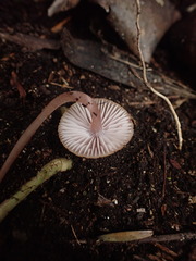 Mycena parsonsii