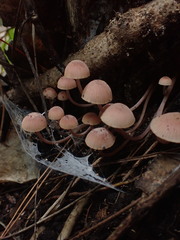 Mycena parsonsii