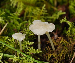 Hygrophorus
