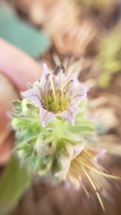 Phacelia hydrophylloides