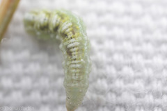 Lapposyrphus