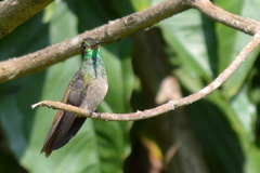 Amazilia yucatanensis