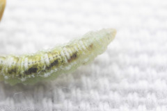 Lapposyrphus