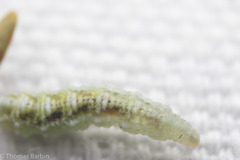Lapposyrphus