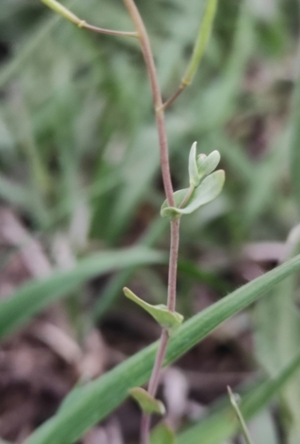 Image of Eutrema salsugineum by (c) Юлия, some rights reserved (CC BY)