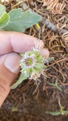 Phacelia hydrophylloides