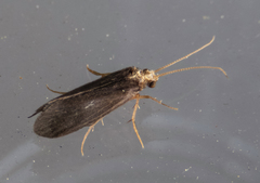 Nyctiophylax