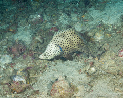 Chromileptes altivelis