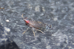 Scaphytopius rubellus