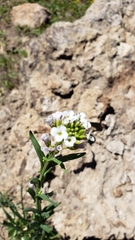 Boechera stricta