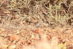 Pyrrholaemus brunneus