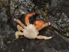 Acantholithodes hispidus