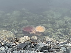 Phacellophora camtschatica