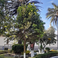 Podocarpus oleifolius