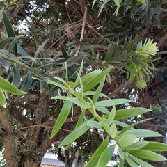 Podocarpus oleifolius
